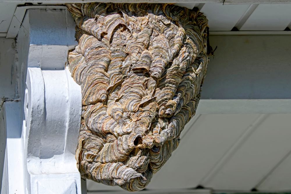 Bald-faced hornets paper nest. It is a species of yellow jacket wasp and not a hornet.
