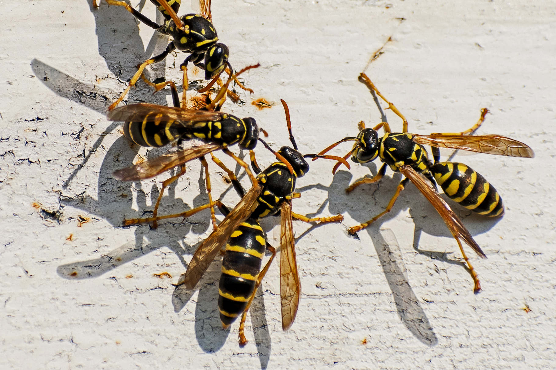 Hornets & Yellow Jackets Pest Control