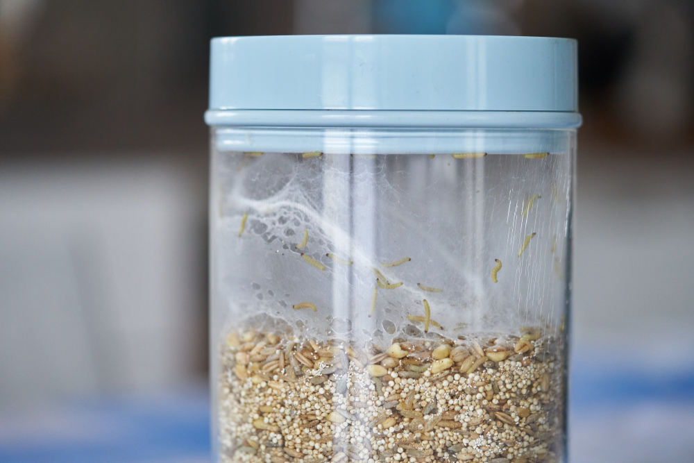 Indian Meal Moths