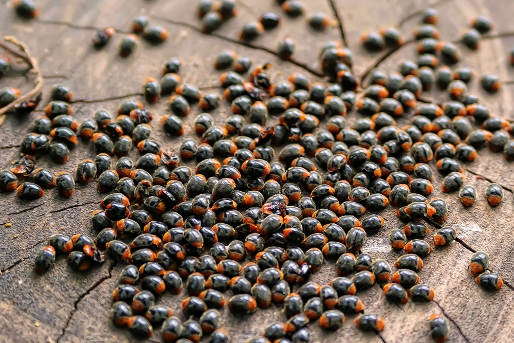 Mass,Release,Of,Mealybug,Ladybirds,Beetles,,Cryptolaemus,Montrouzieri.,Mealybug,Ladybirds,