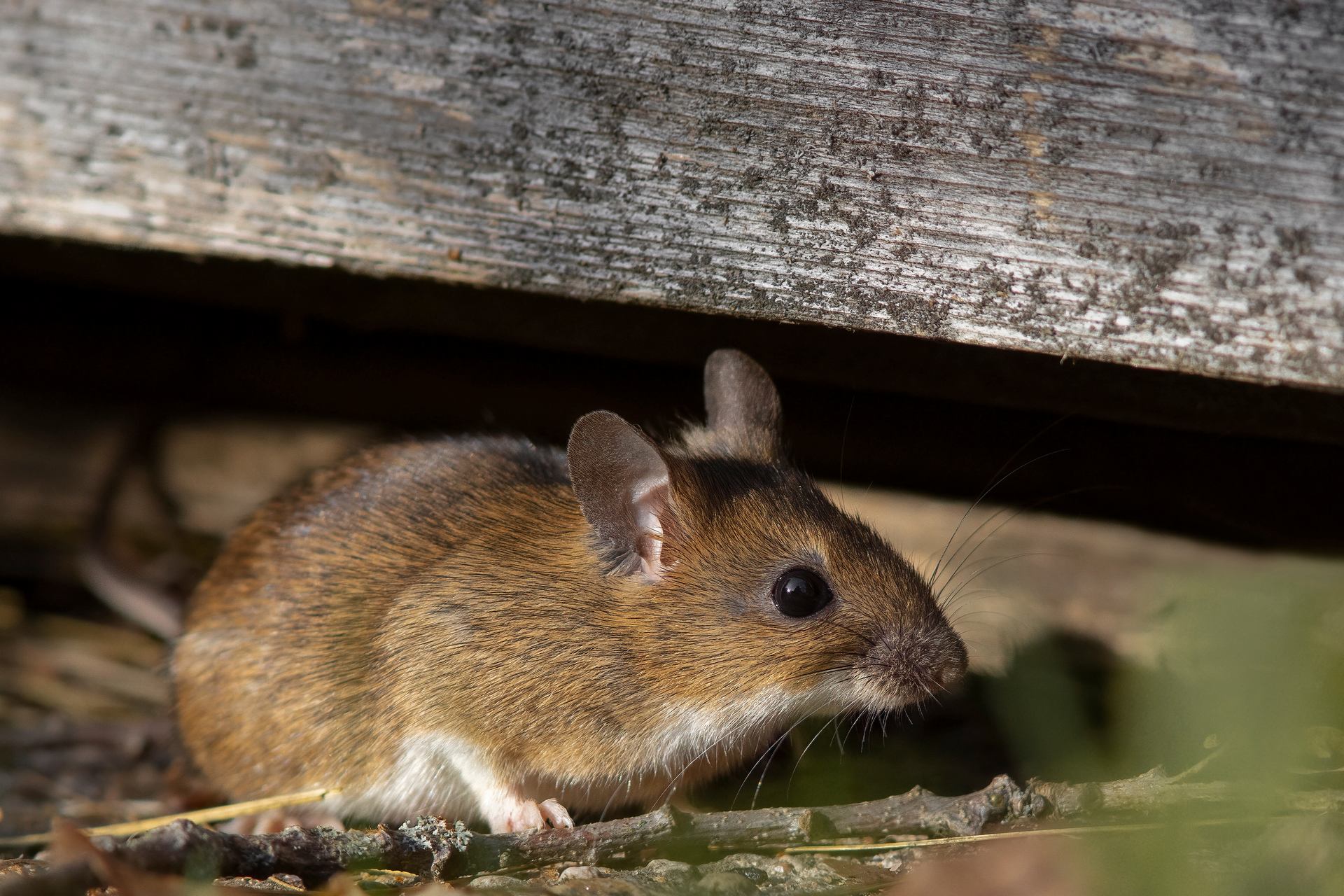 Rodent Pest Control