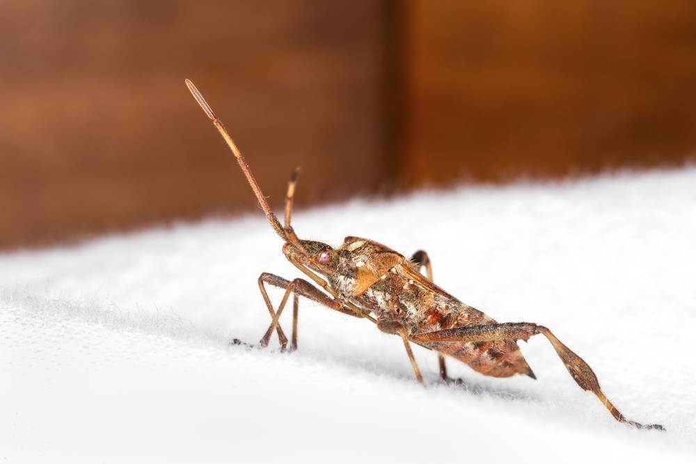Leptoglossus,Occidentalis,,Western,Conifer,Seed,Bug,,Photographed,Indoors,On,A