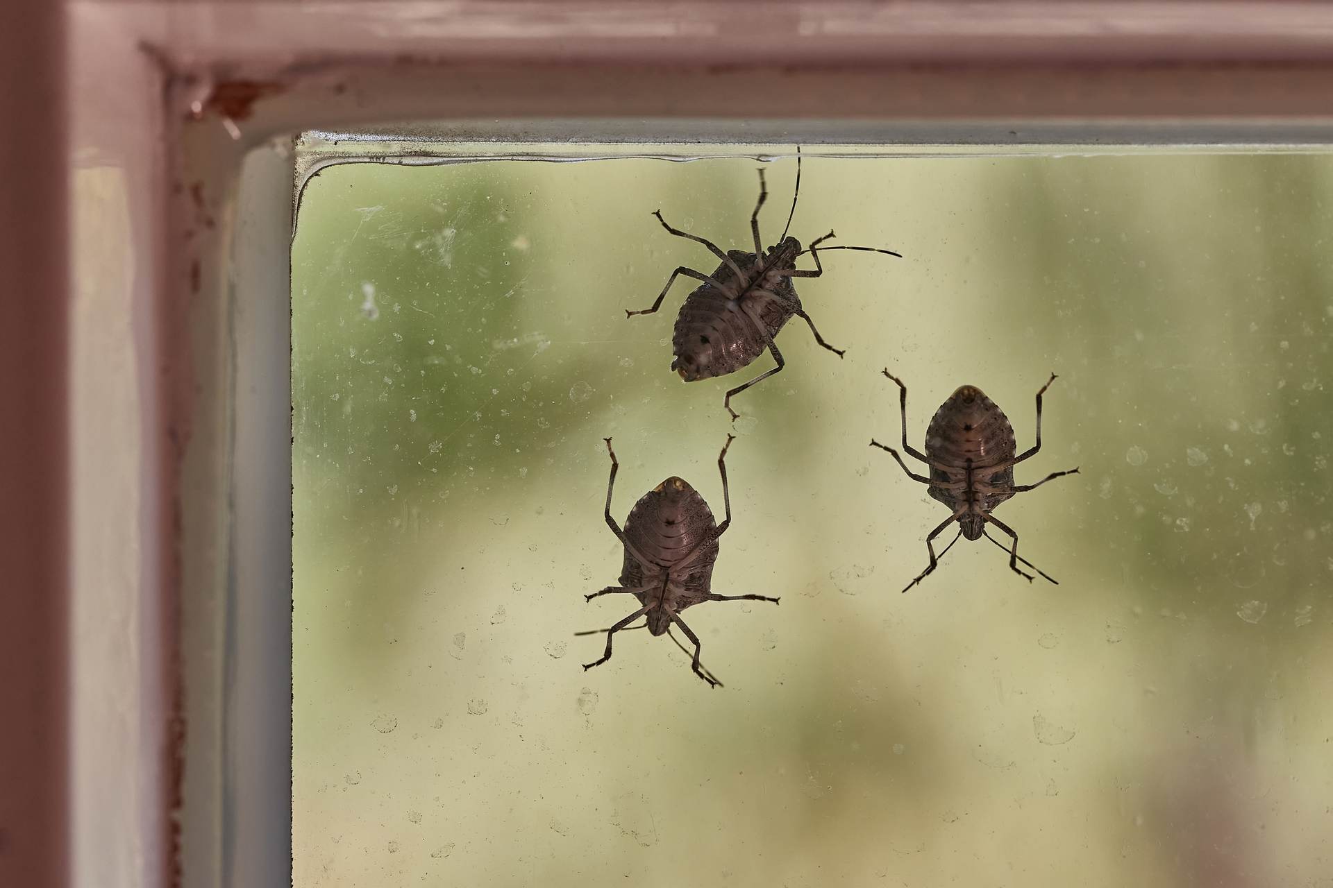 Seasonal Pests
