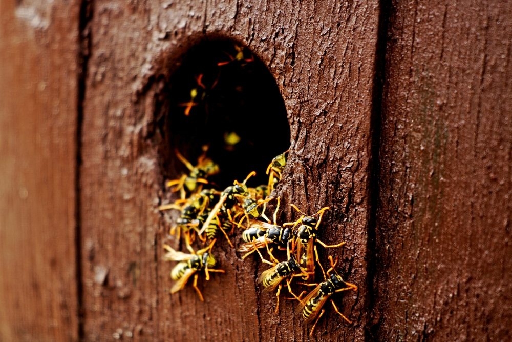 Shield Your Property with Eco-Friendly Wasp Removal