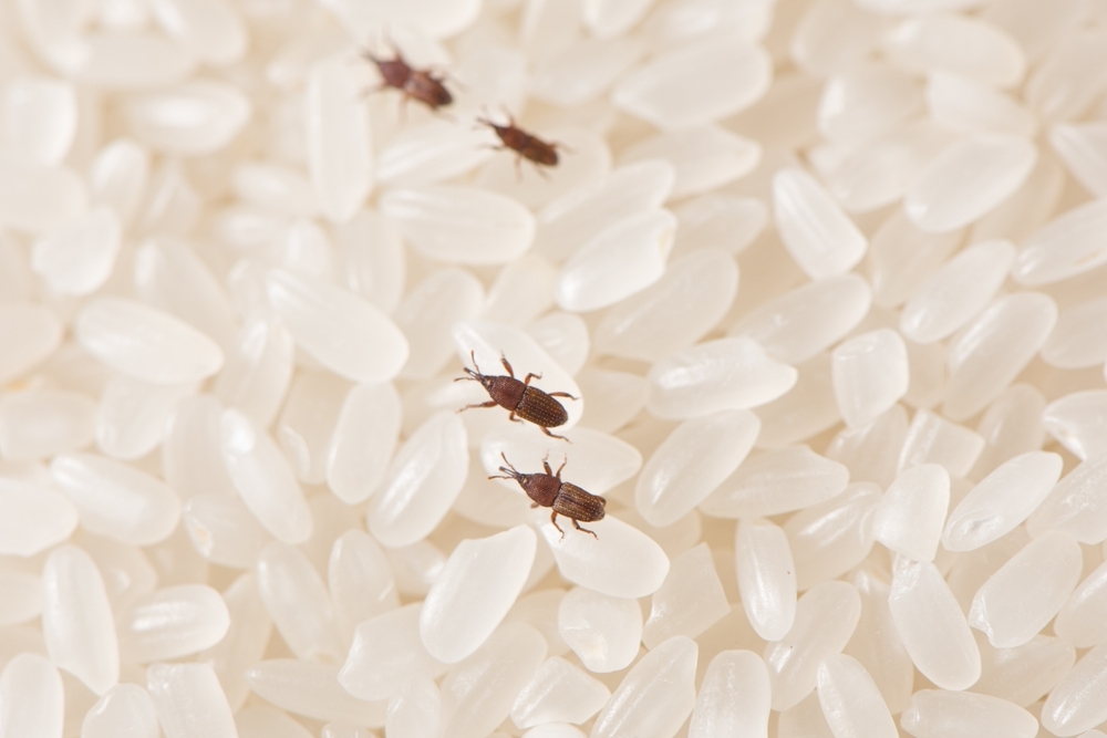 Weevils