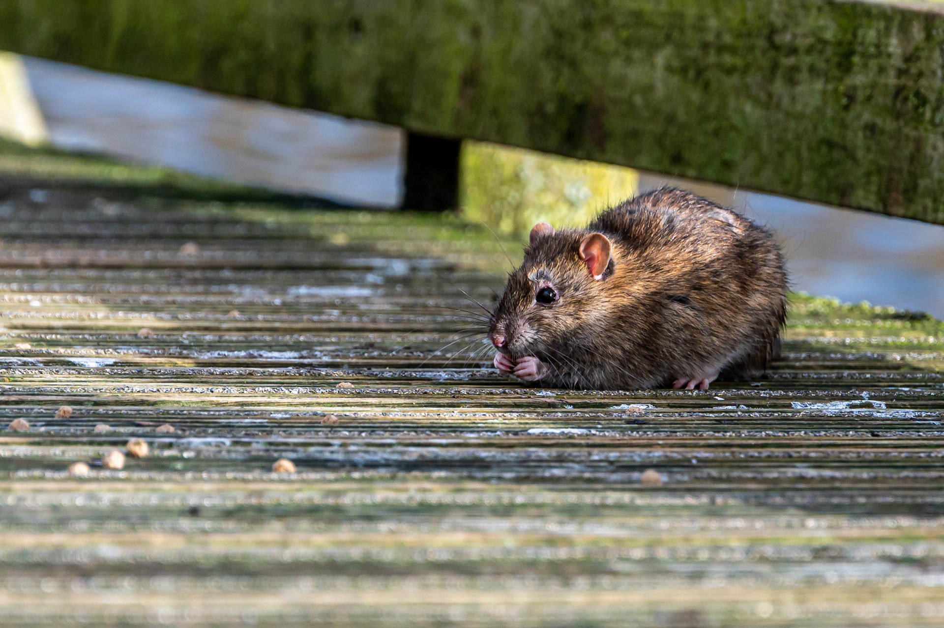 How to Recognize and Handle a Rodent Infestation