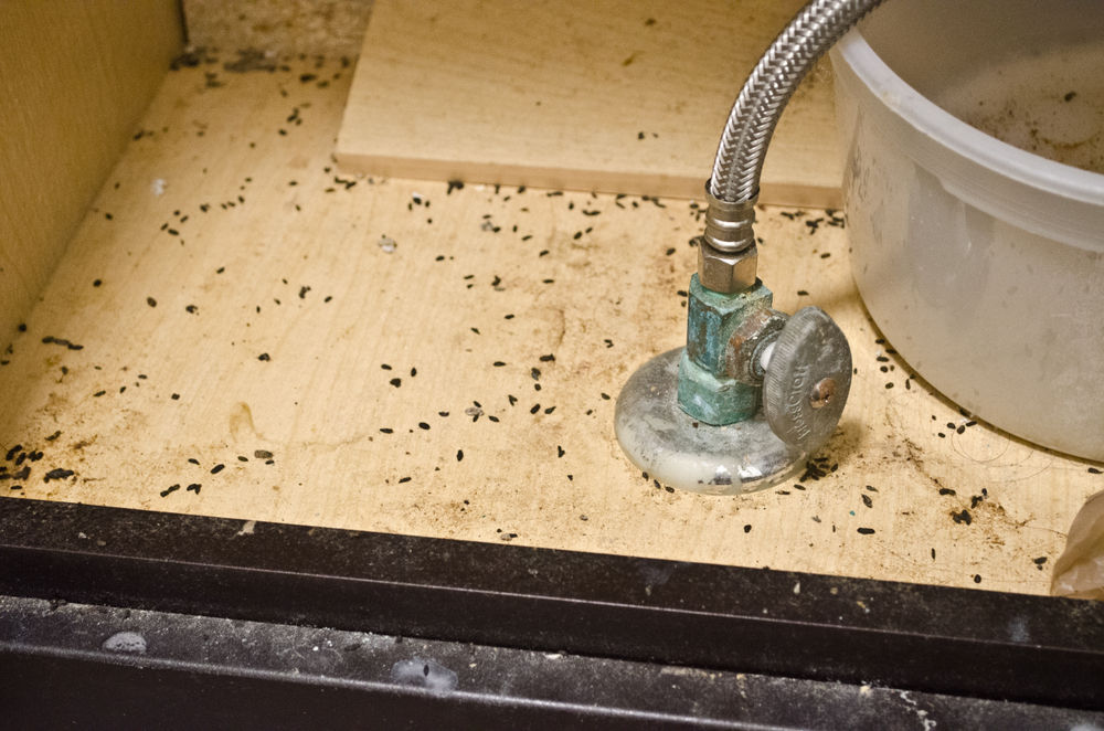How to Recognize and Handle a Rodent Infestation