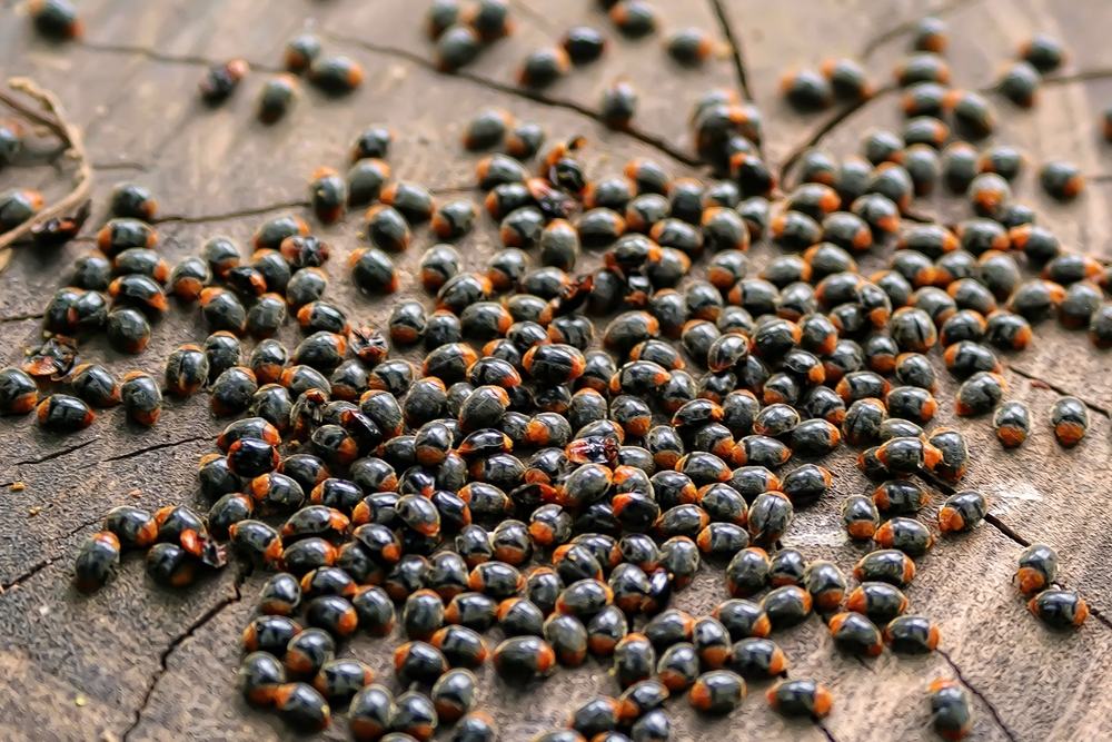 Seasonal Pest Control
