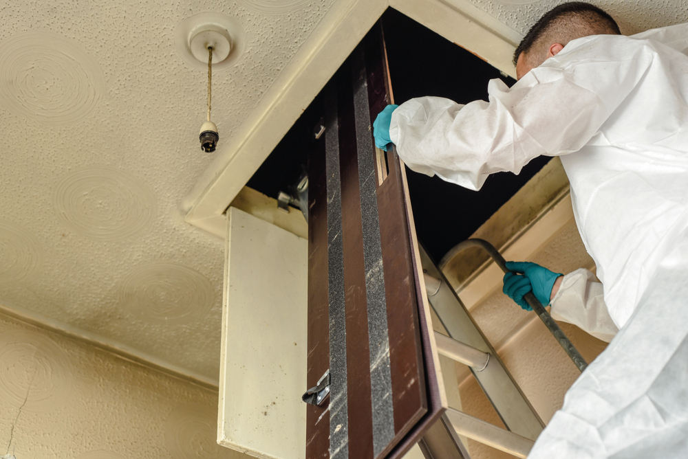 Pest,Controller,,Builder,,Trades,Man,Climbing,Ladder,In,To,Loft